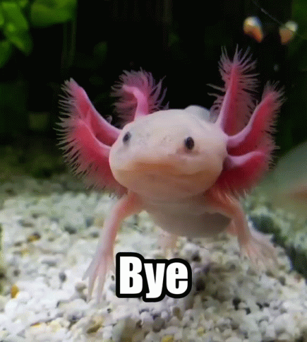 axolotl-bye