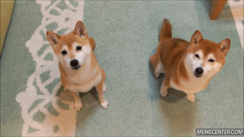 doggos are pals.gif