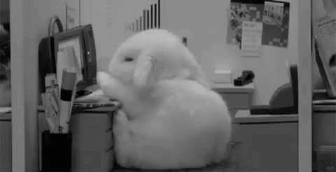bunny falls asleep at desk