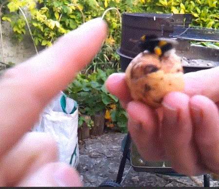 bee giving a "high five" to a person's finger