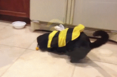 gif dog dressed as a bee backing up confusedly