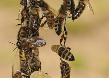 photo of a vertical chain of bees constructing a hive