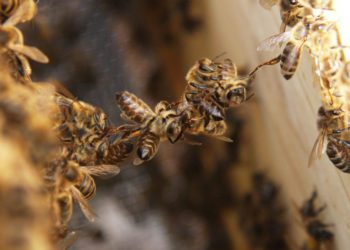 photo of a chain of bees connecting two parts of a hive