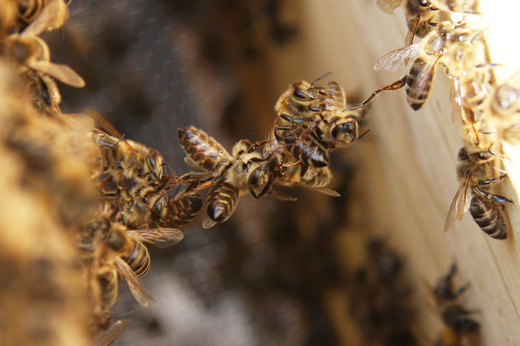 photo of a chain of bees connecting two parts of a hive