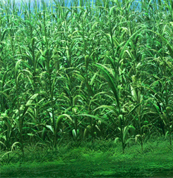 animation of a pony disappearing into a cornfield