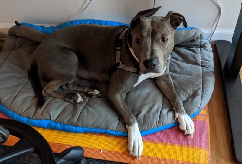 Nova the pitbull lying on a dog bed. To the left is the base of an office chair and to the right is the base of a desk leg. She is wearing a harness with no leash attached.