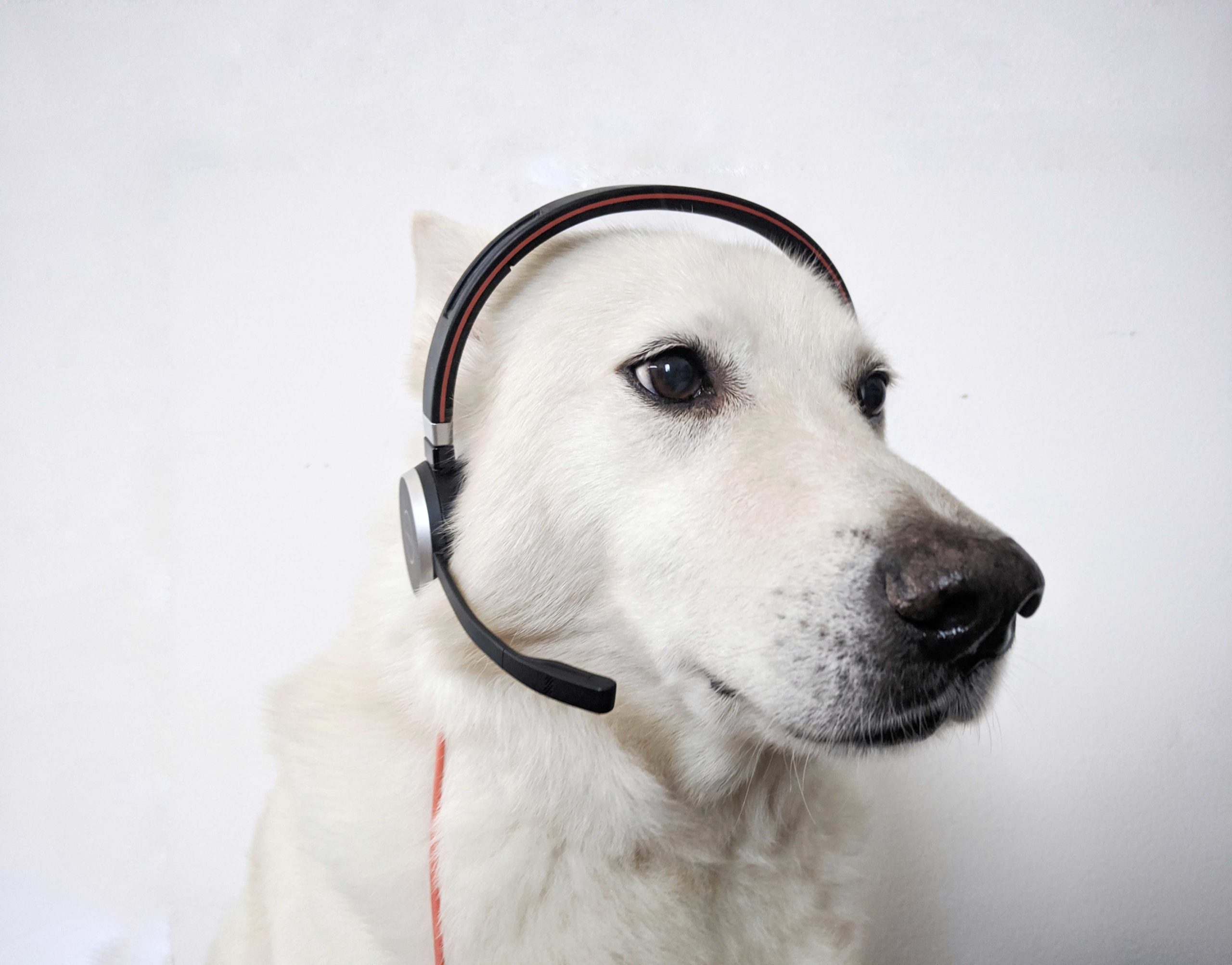 White dog with headphones on.