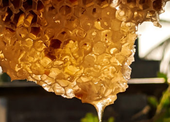 honey dripping from honeycomb