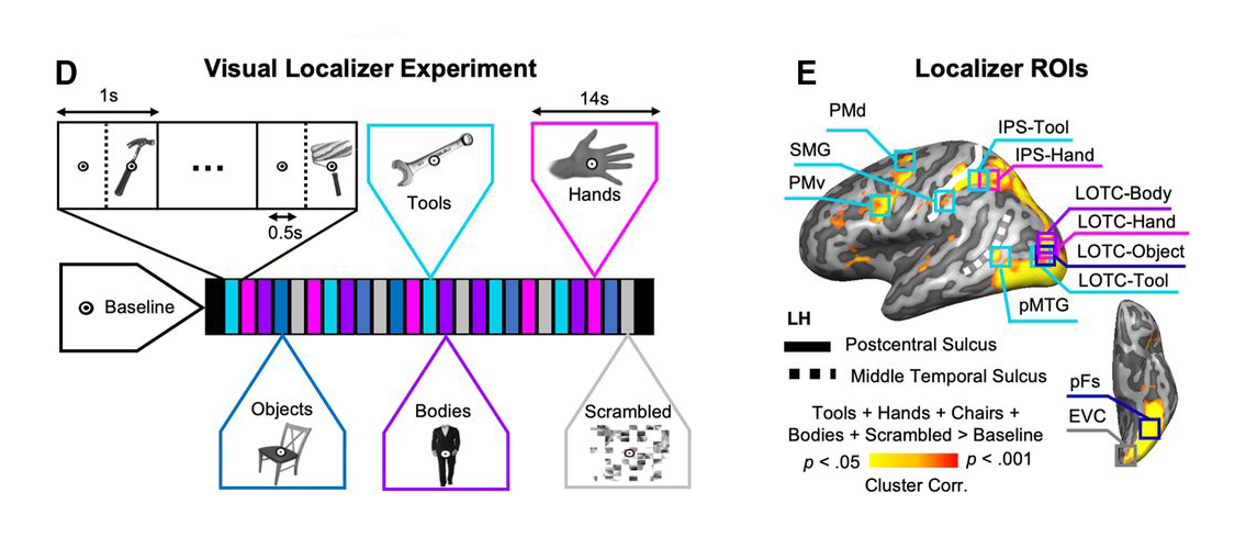 The human brain interprets tools as an extension of the body.